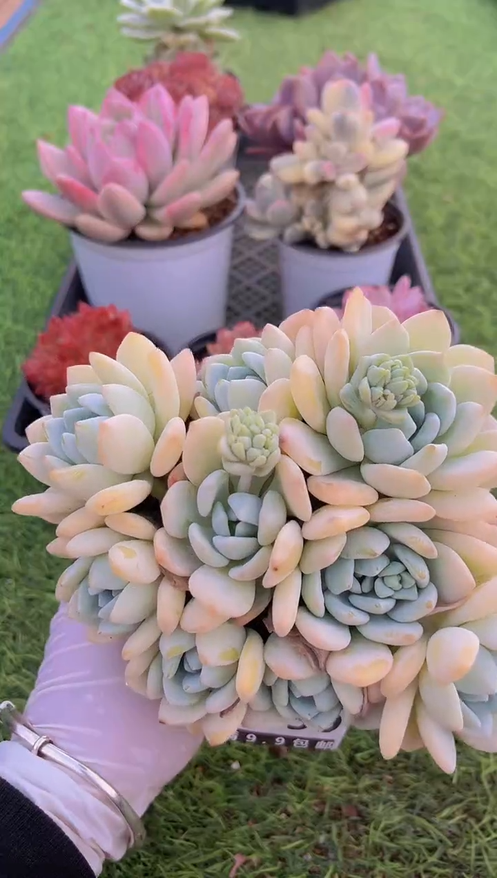 【闪购商品】信福多肉一物一拍