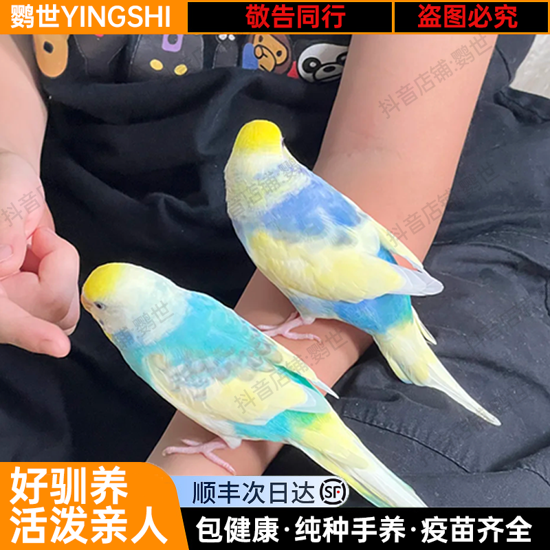 手养金彩大头虎皮鹦鹉小鸟亲人会学说话宠物鸟活体小鸟一对可繁殖