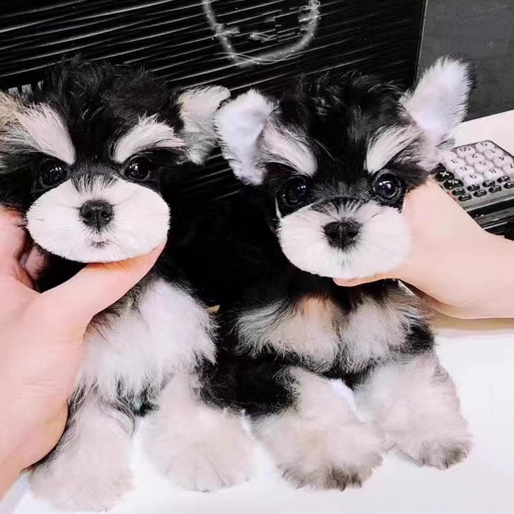 小夏宠物冰冰家雪纳瑞活体宠物专用链接