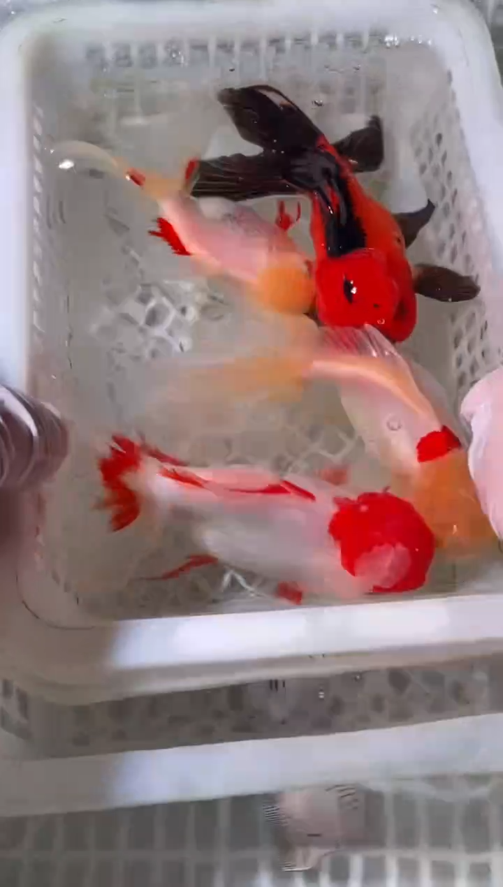 金鱼鱼之源一物一拍链接3+1