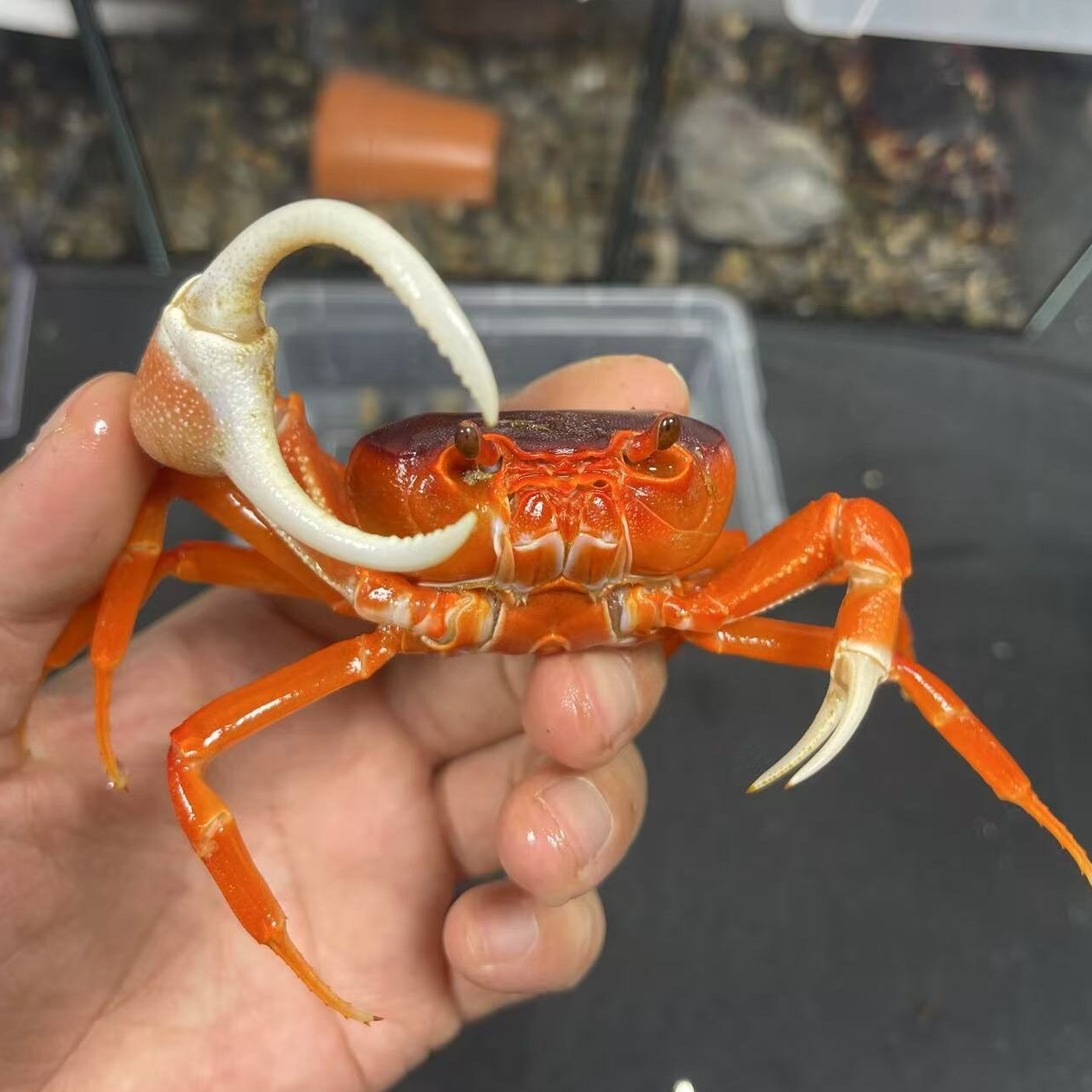 越南勾手蟹红色勾手蟹红勾大勾宠物蟹观赏蟹