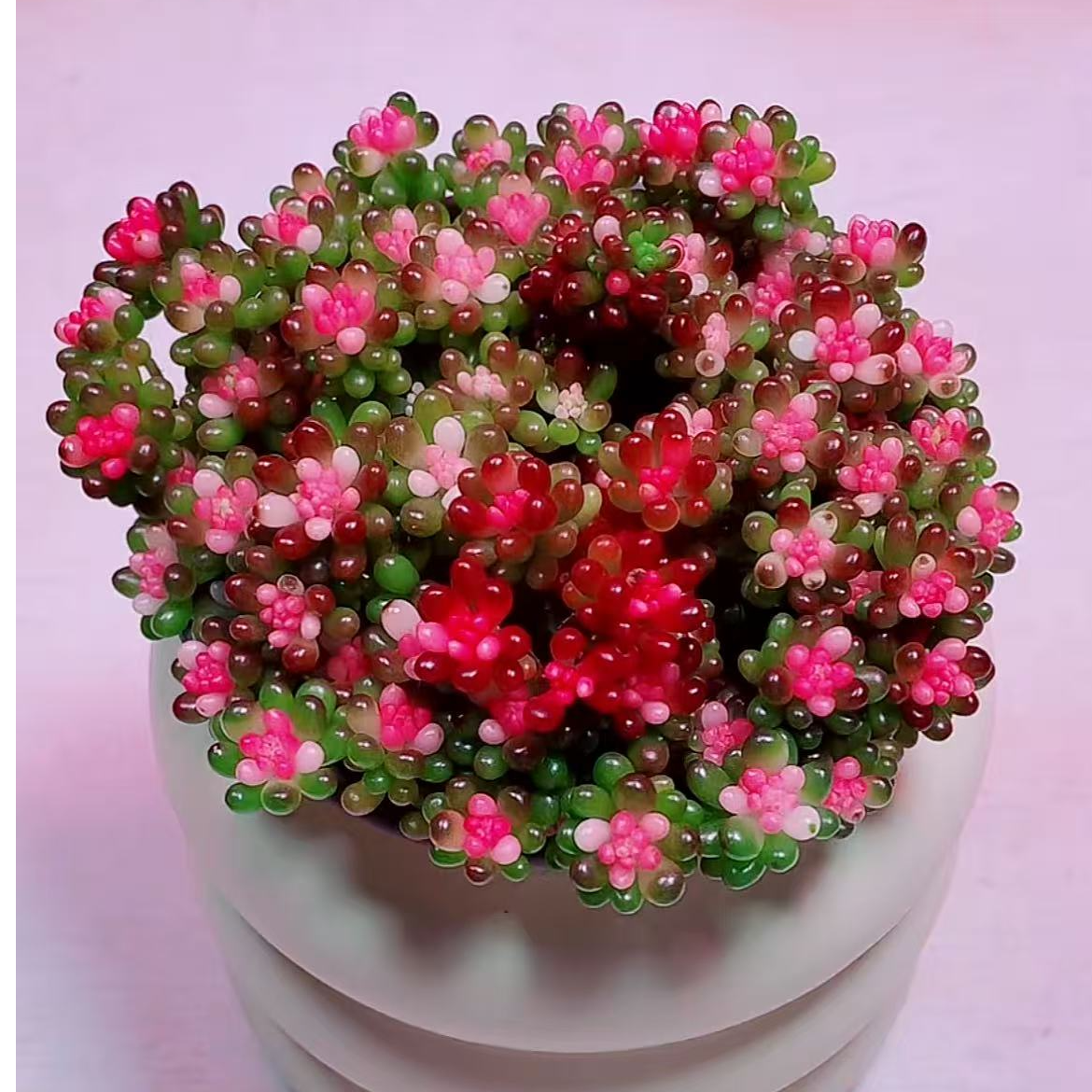 七彩龙珠多肉植物8-9cm【带塑料盆】