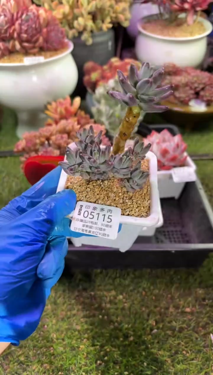 【闪购商品】05115