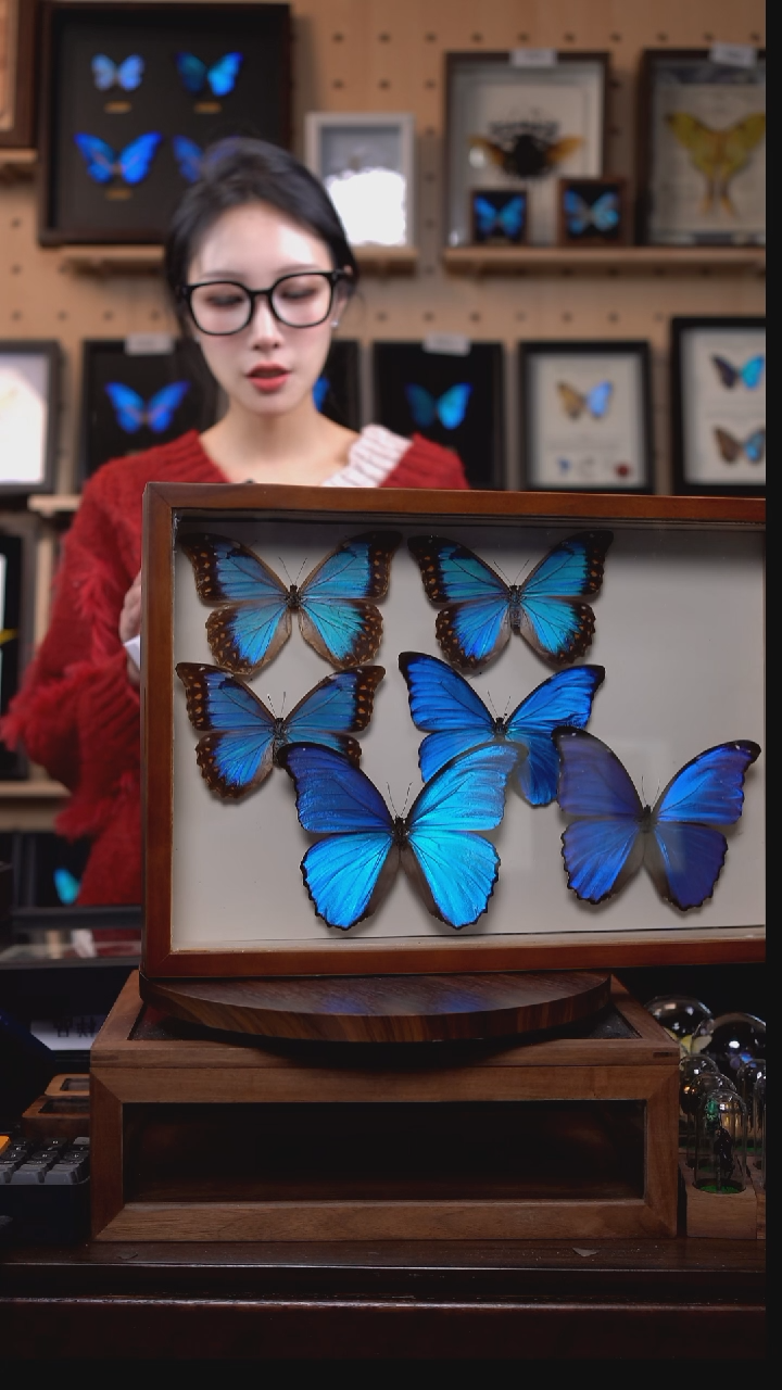 美神雌蝴蝶标本摆件竞拍d383（拍下选蝶）