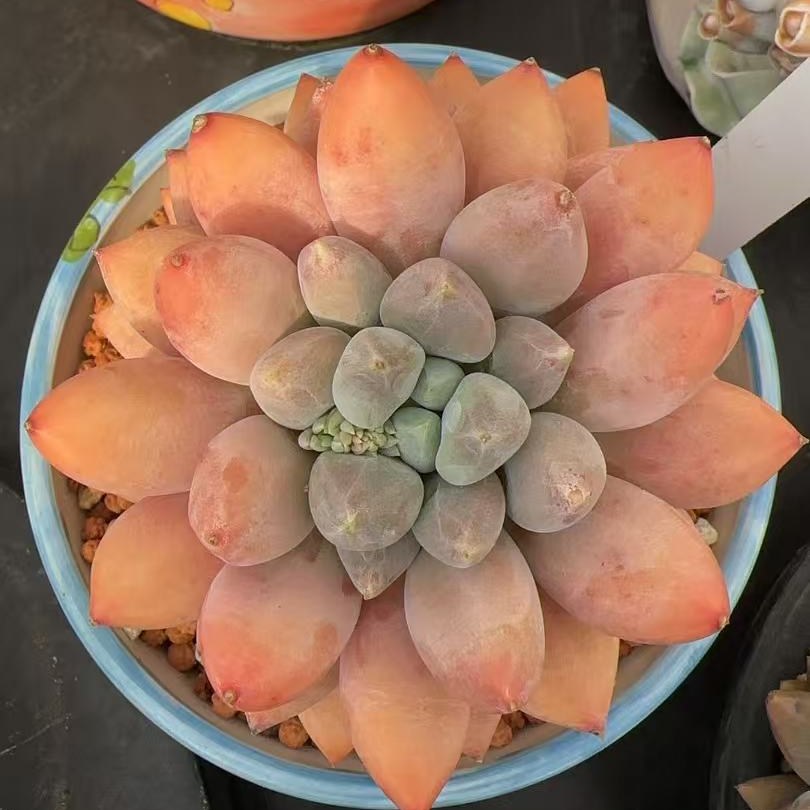 多肉专用链接一物一拍