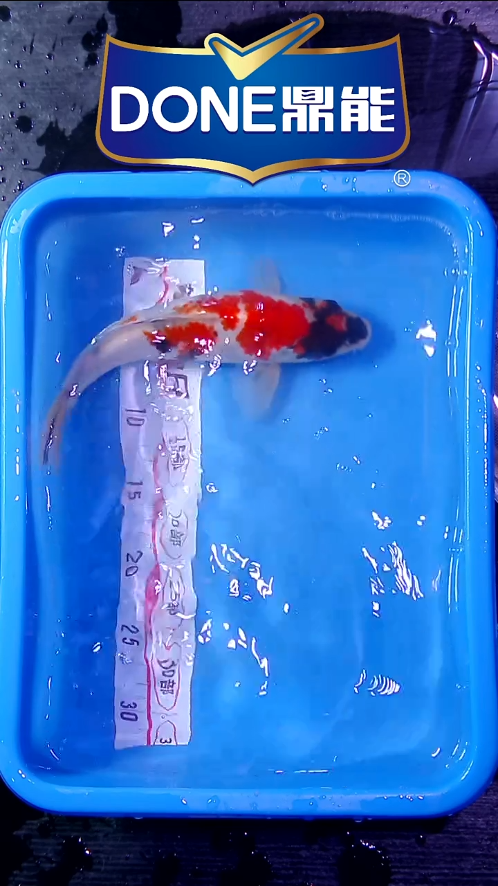 锦鲤鱼悦直播间菁选 对版发货 13号