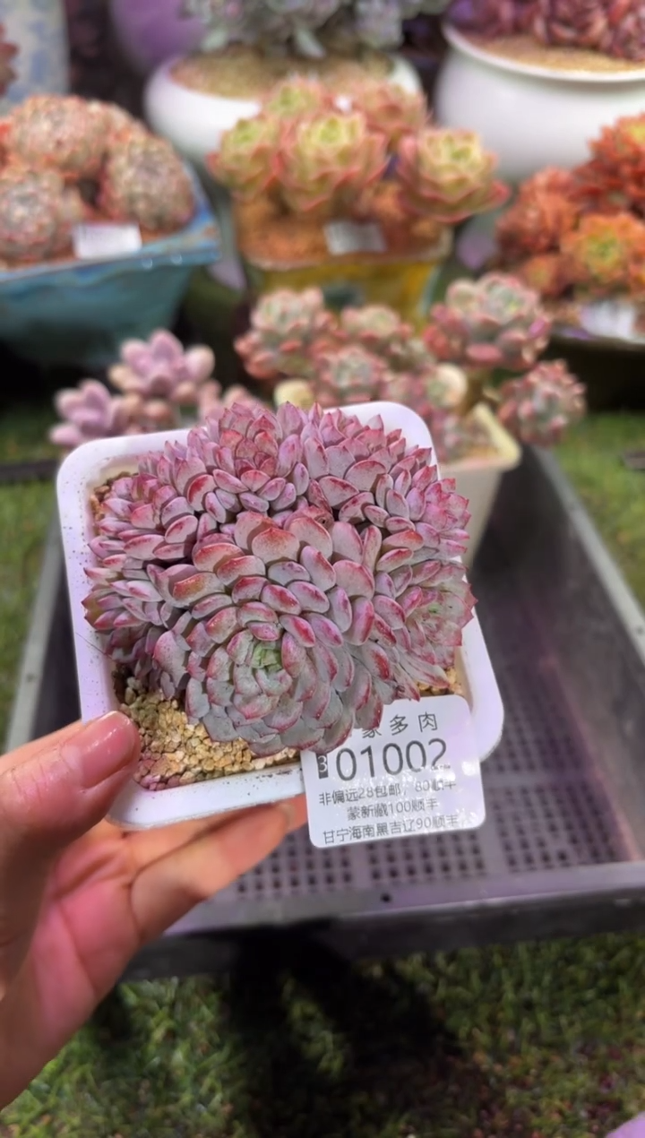 【闪购商品】01002