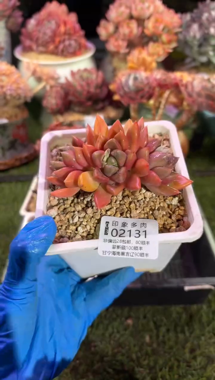 【闪购商品】02131