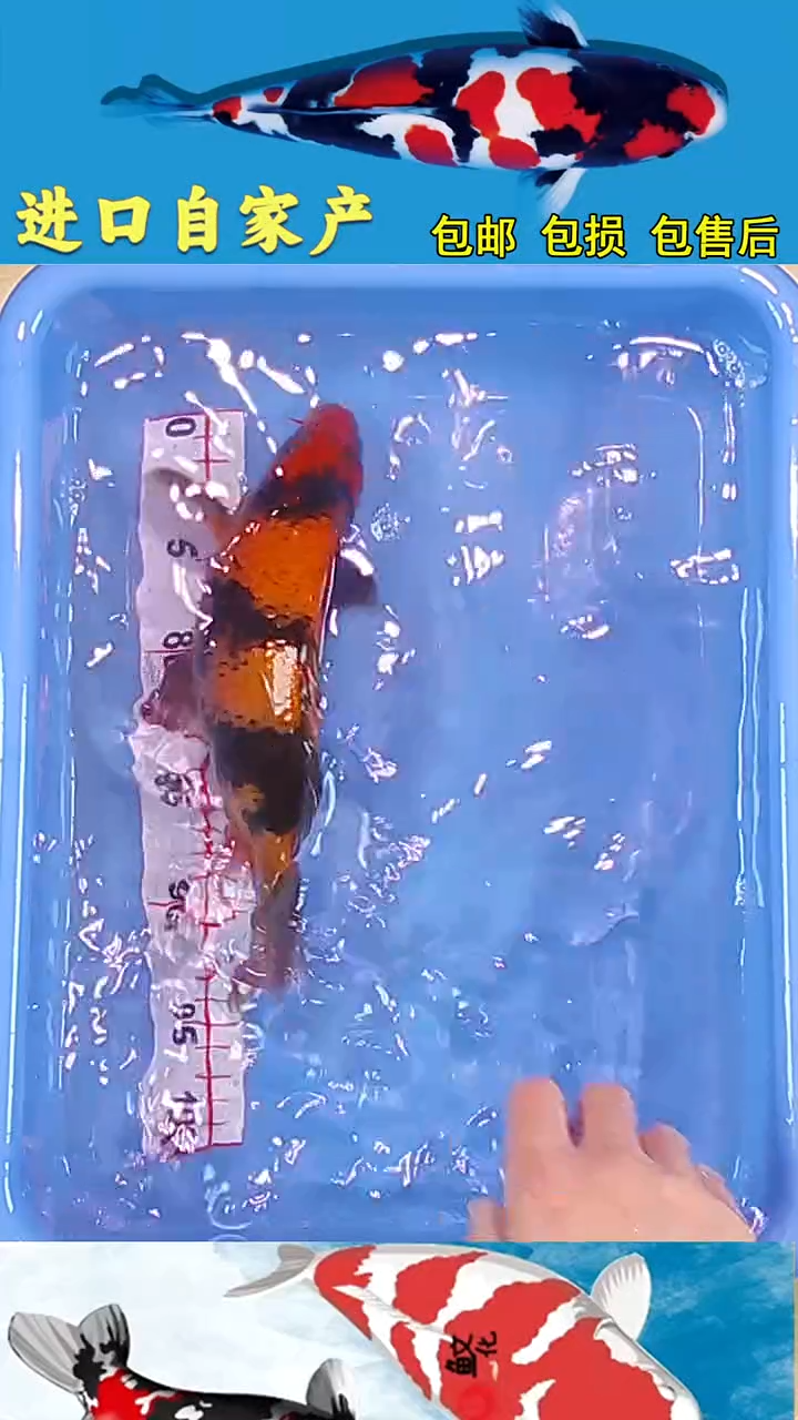 锦鲤2025/12/26悦鲤阁甄选锦鲤--33