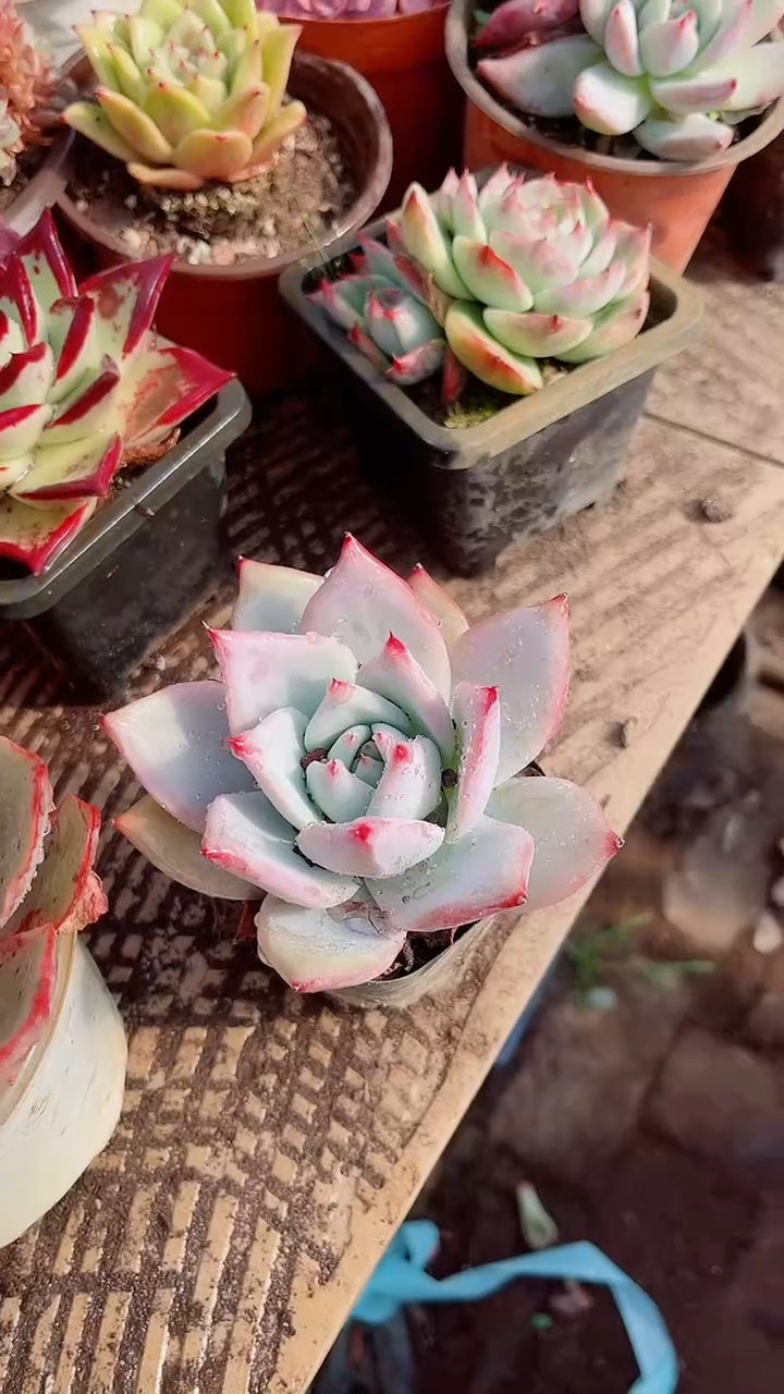 凯****e跃跃精品多肉08145