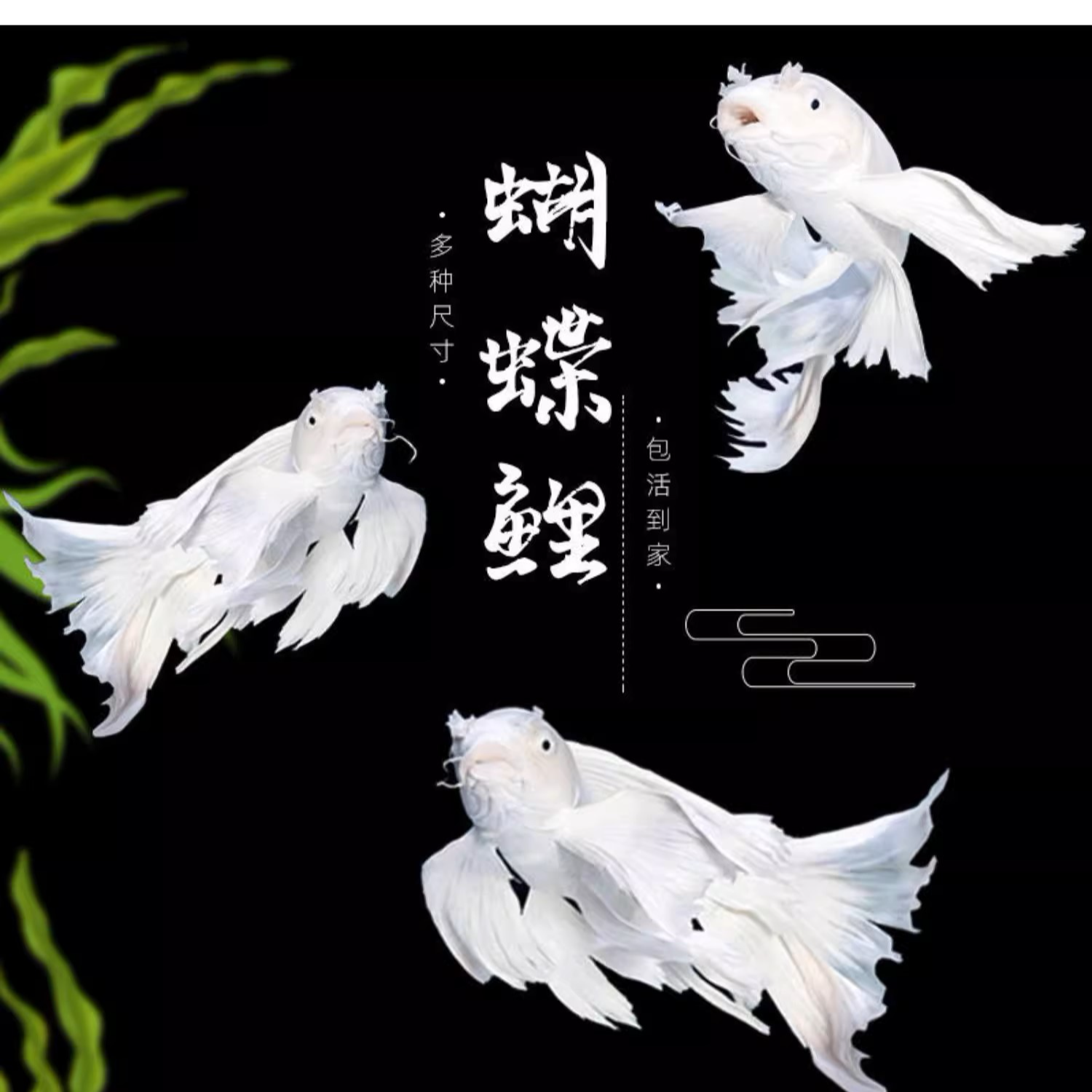 【潮汇蝴蝶鲤观赏鱼】18-20公分白球/白短 顺丰包邮