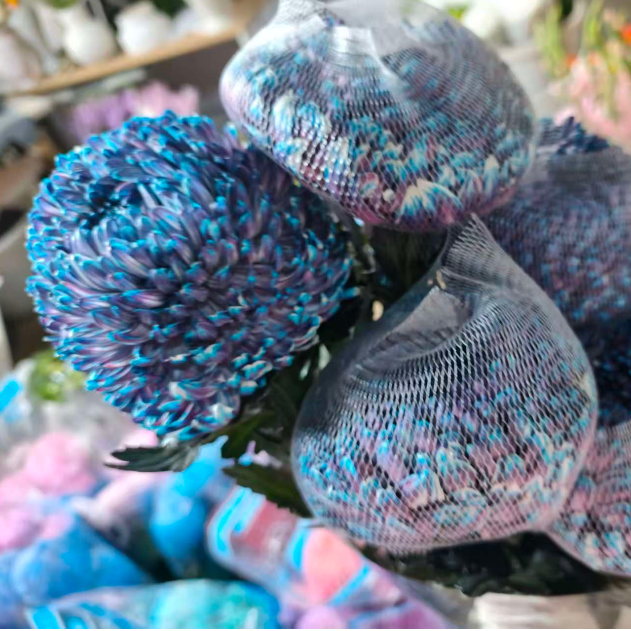 YZ【A级稀有青花瓷牡丹菊5支】全场任意满两单鲜花升级快递