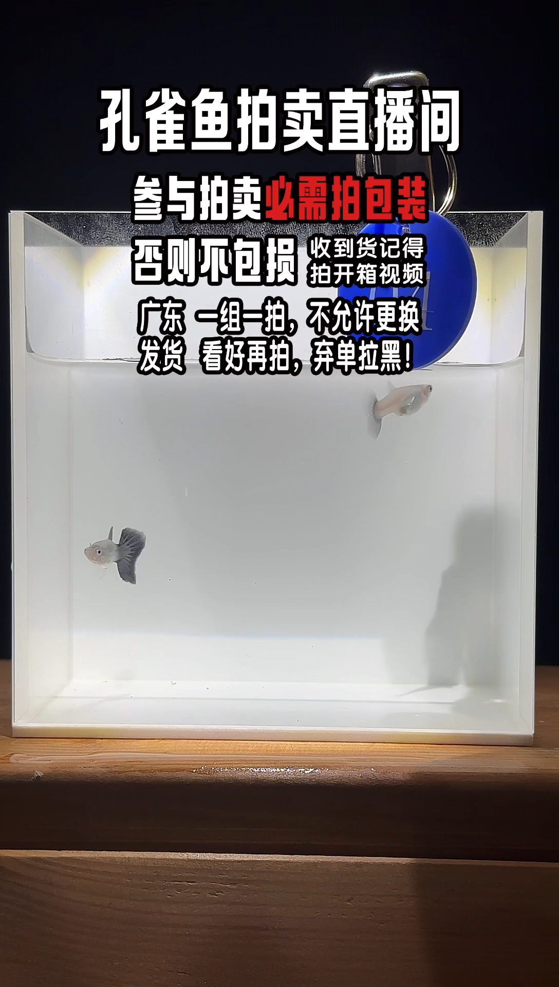 孔雀鱼蓝宝石1对