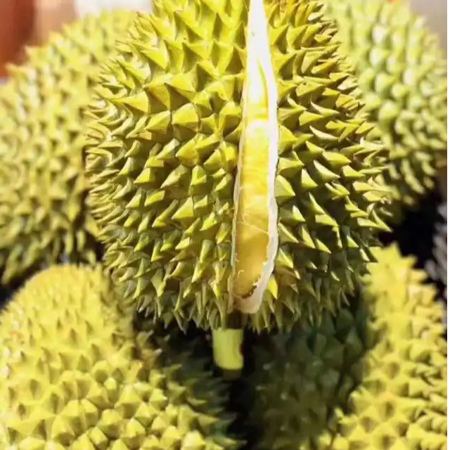 泰国树熟新鲜金枕核小带壳2000g（一物一拍）金枕泰国