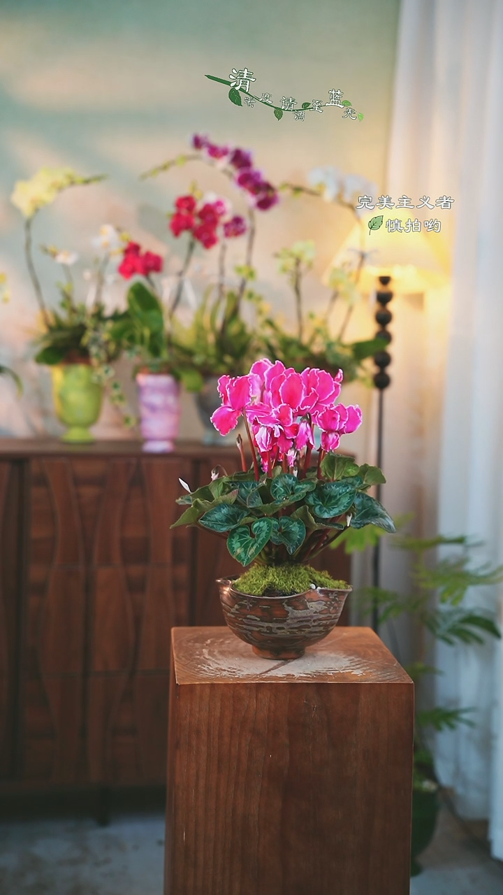 以实际为准仙客来盆栽128