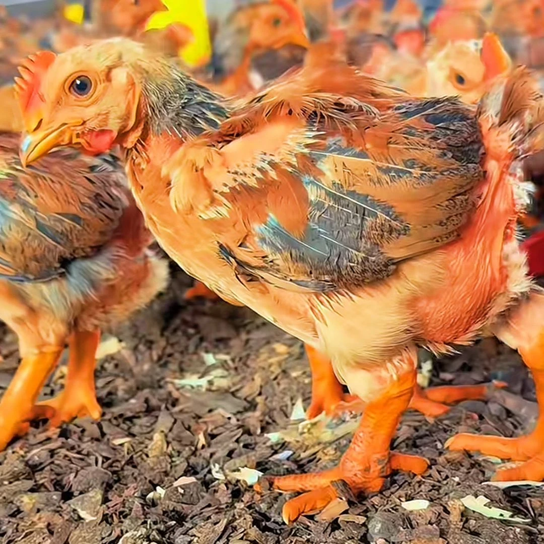 宠物鸡K9鸡50只（到货包活）