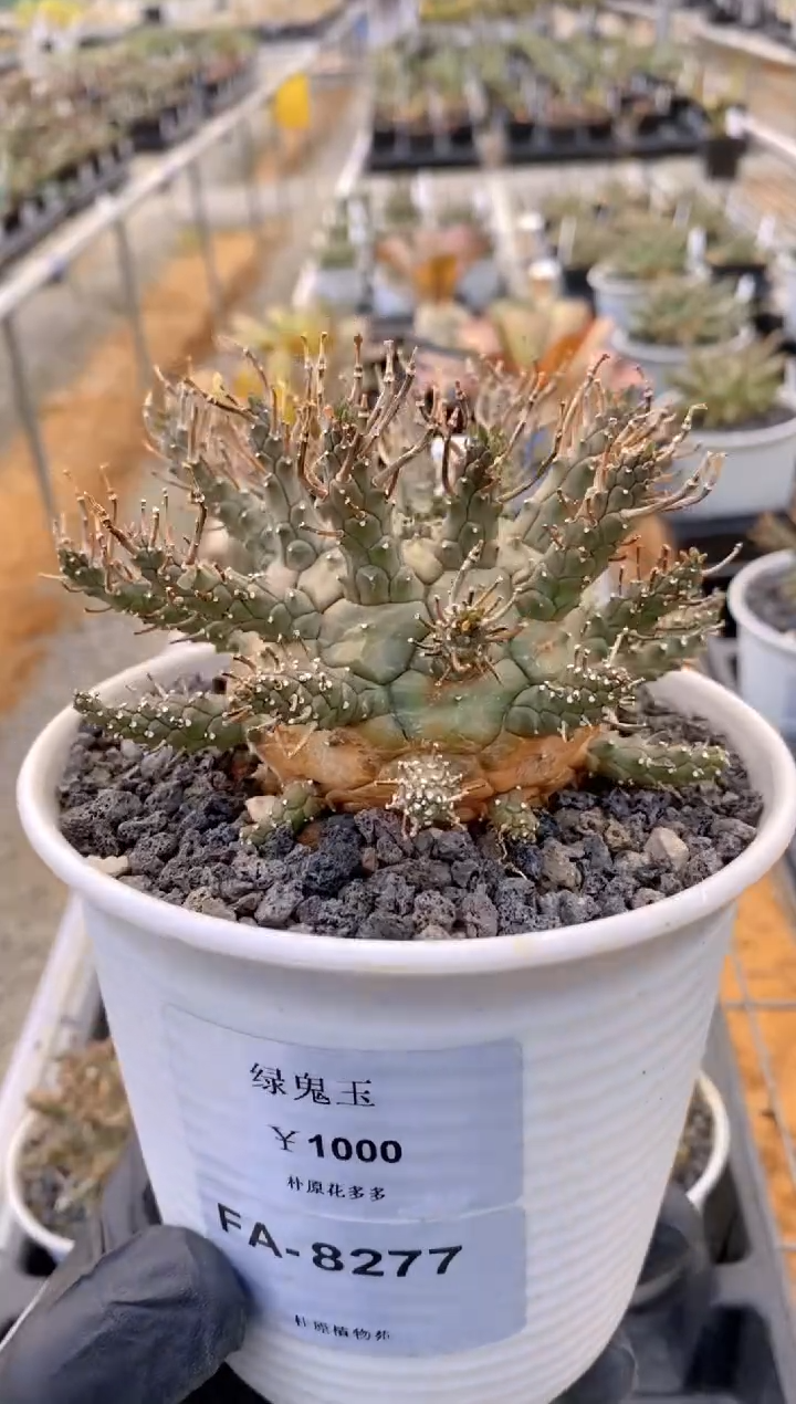 【闪购商品】绿鬼玉FA-8277