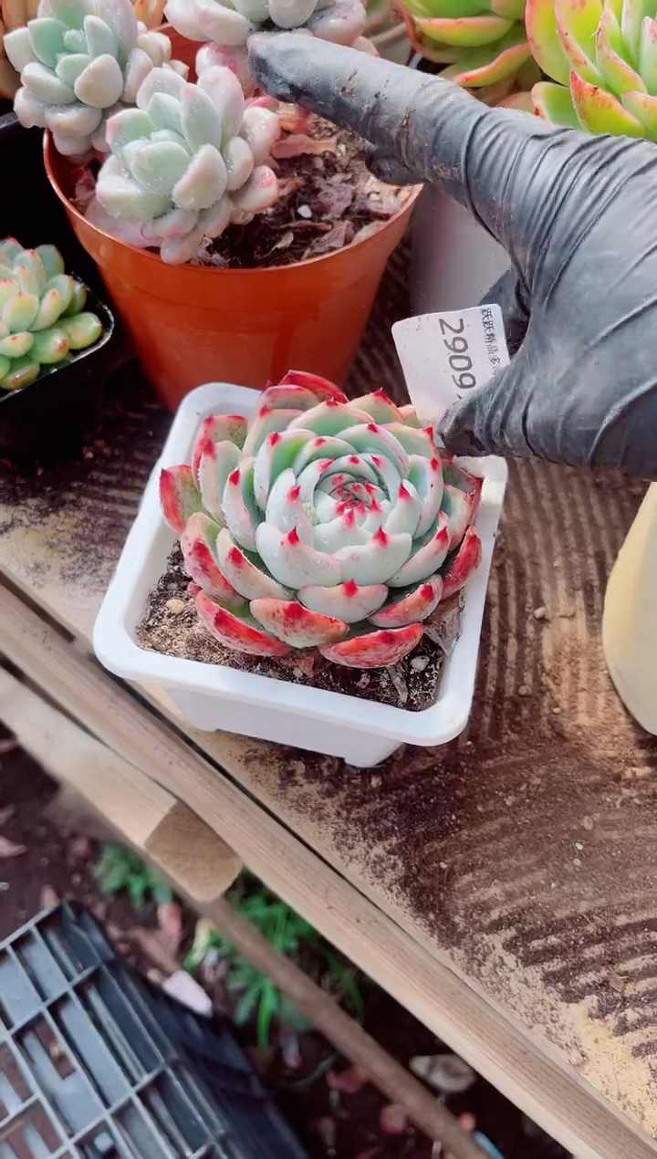 诗**步跃跃精品多肉29097