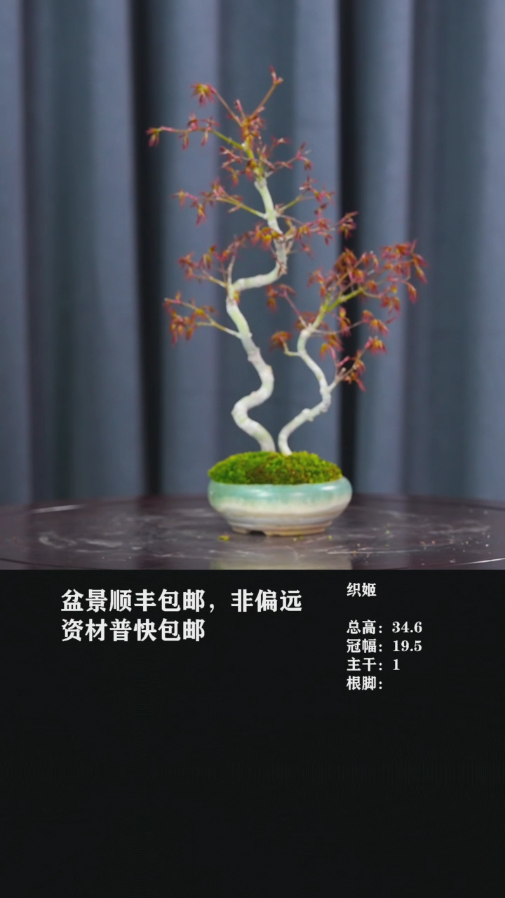 【闪购商品】织姬红枫-AA25