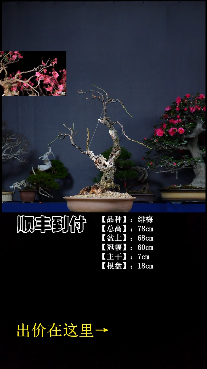 无花朵绯梅 不包邮