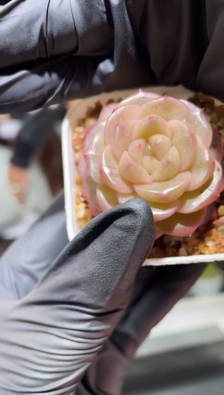 闪购484 粉翡多肉一颗  3.8-4厘米