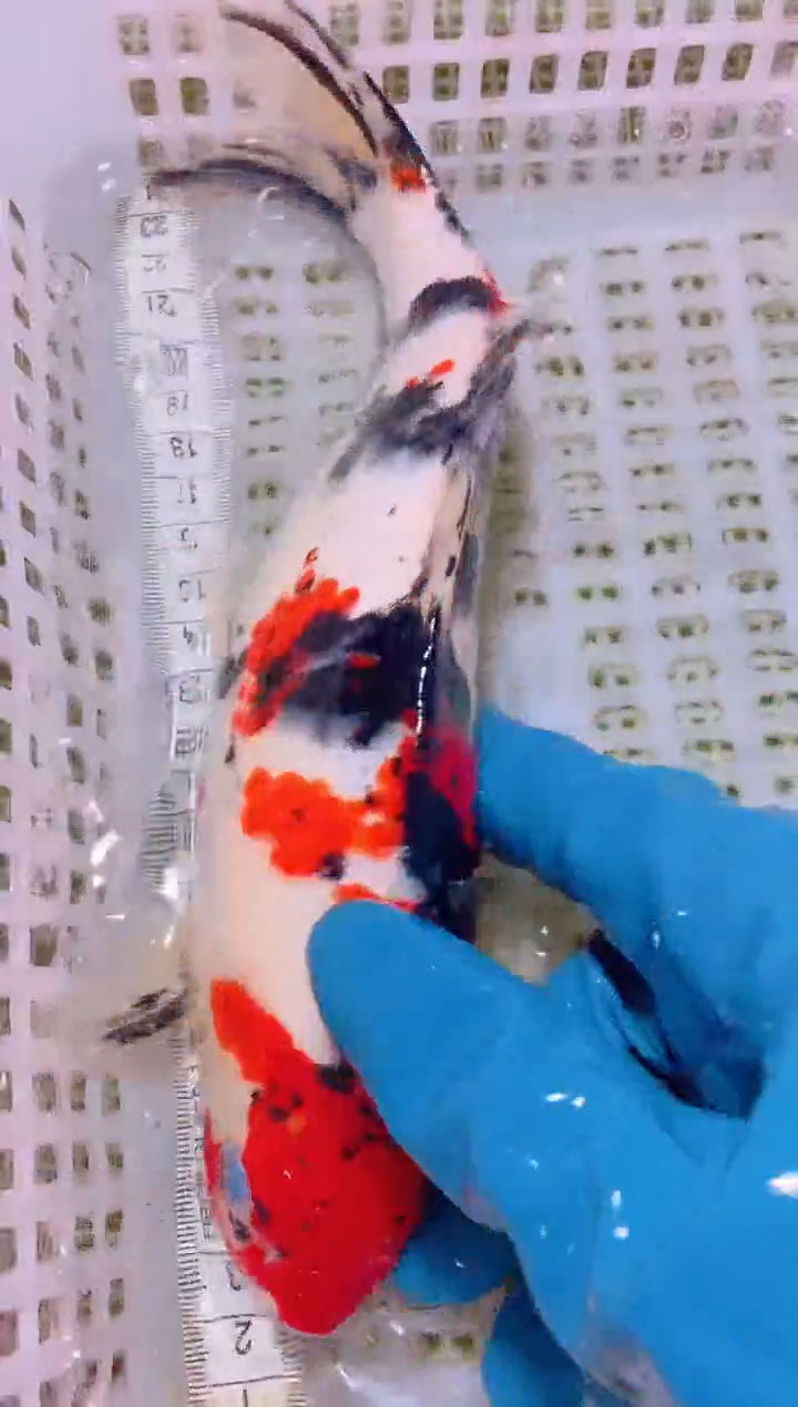 锦鲤冷水观赏鱼全场包邮207