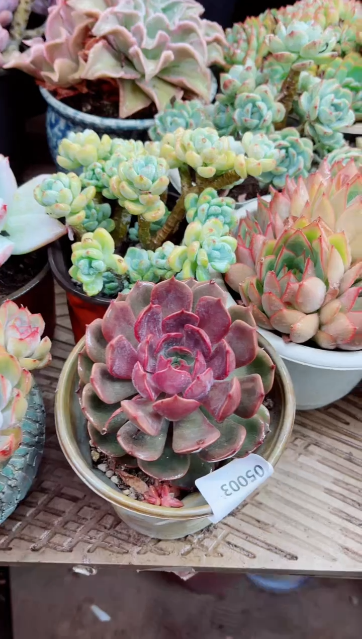 ?**࿐05003多肉植物一物一拍