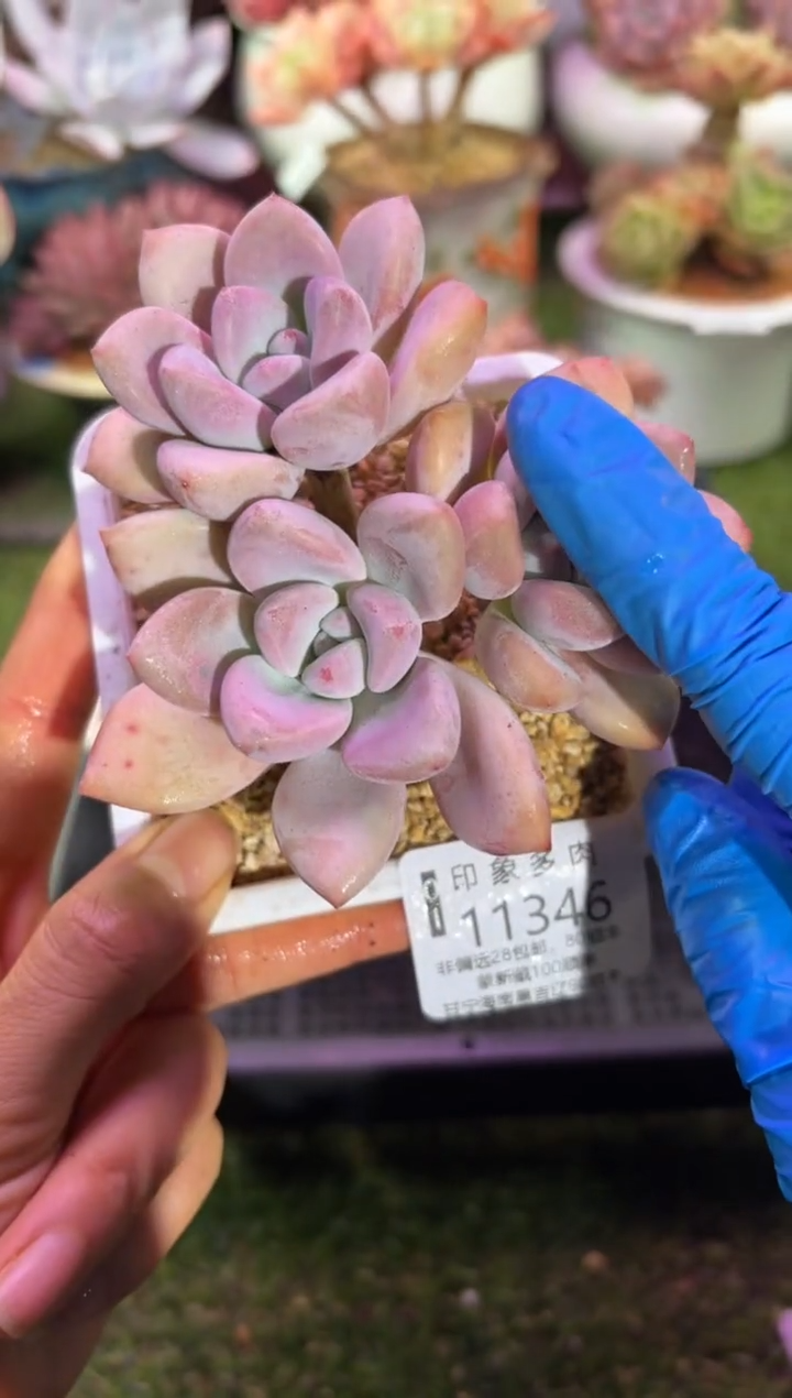 【闪购商品】11346