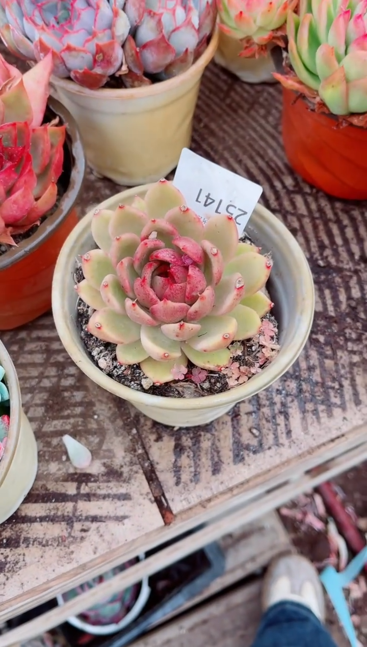 M*、跃跃精品多肉25141