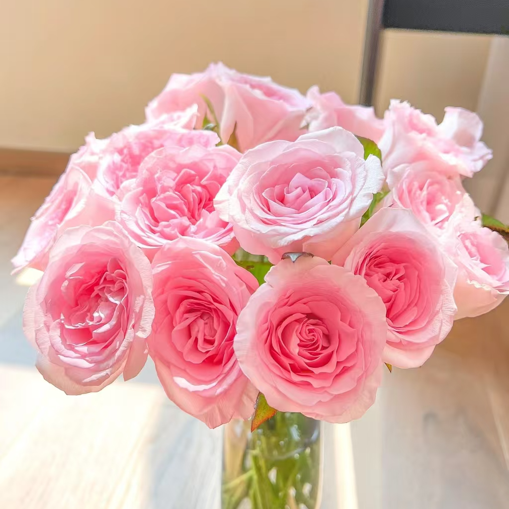 【禾韵花奇艺】洛神10枝玫瑰粉白色自有基地山东鲜花批发直播顺丰包邮次日达