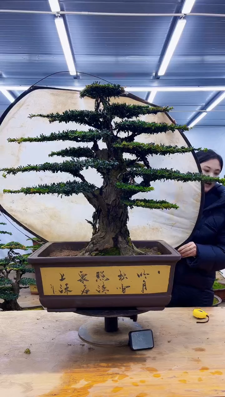 无花朵一物一拍·所见即所得