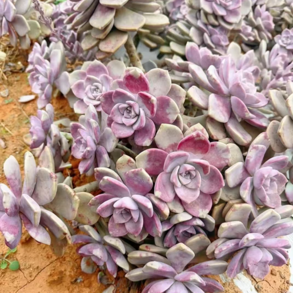 精品老桩紫乐  新手必拍 好看好养 多肉植物云南昆明发货精品多肉