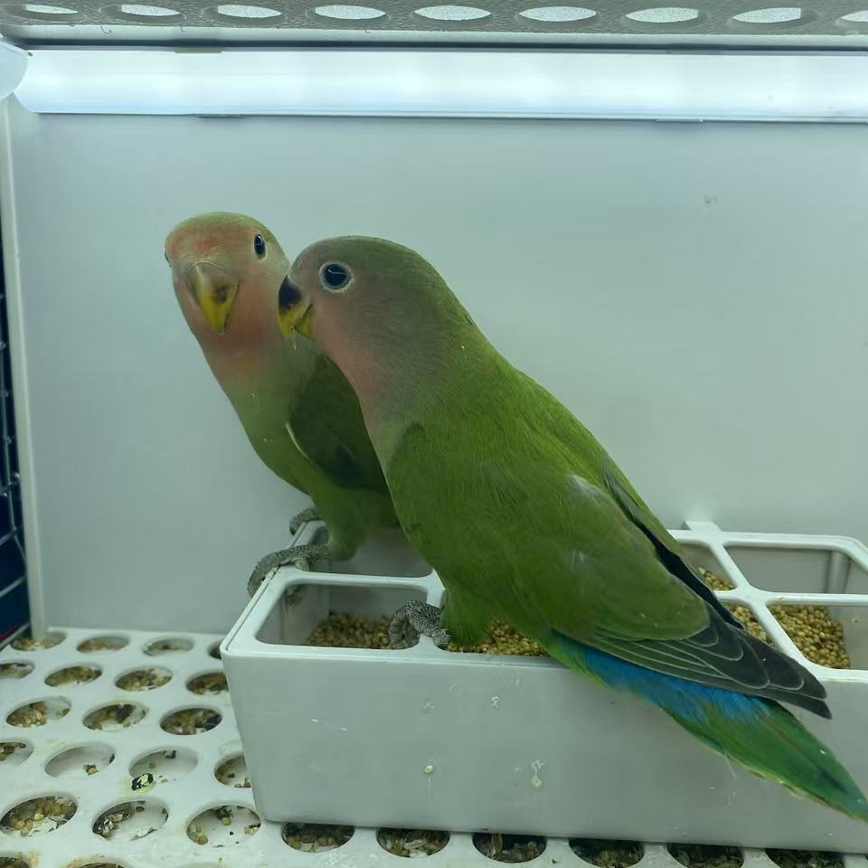 绿桃牡丹鹦鹉宠物活体2-3月
