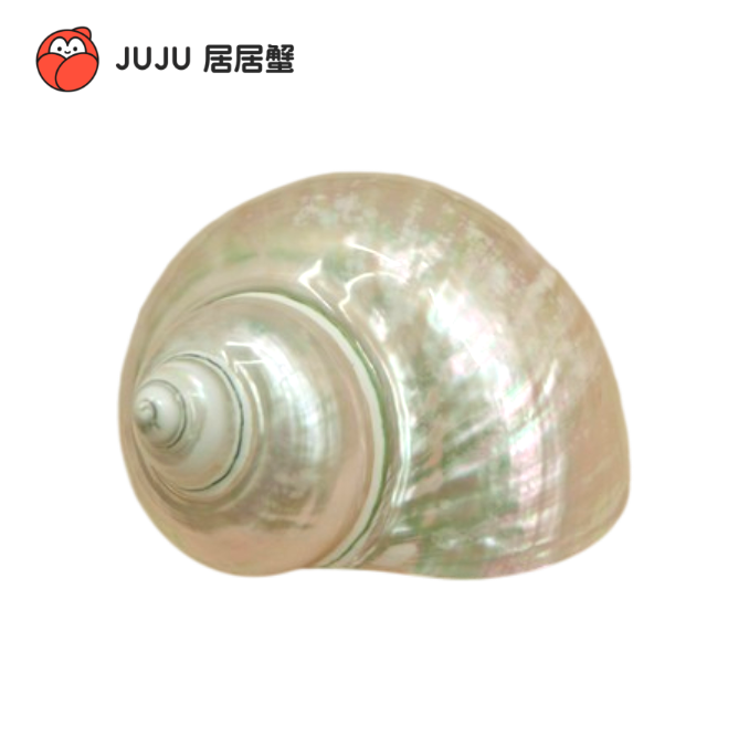 JUJU替换壳 寄居蟹螺壳 精美替换壳 天然海螺壳 收藏级别