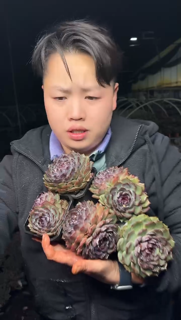 90盆蓝色妖姬5颗带盆土5.99