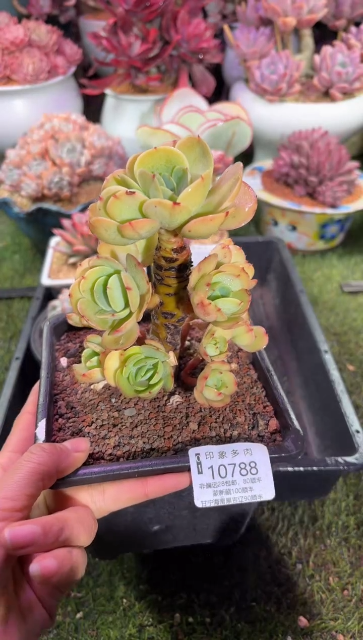 【闪购商品】10788