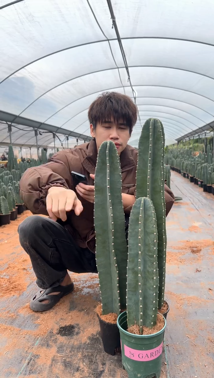 【带盆土】20 30 40cm+量天尺