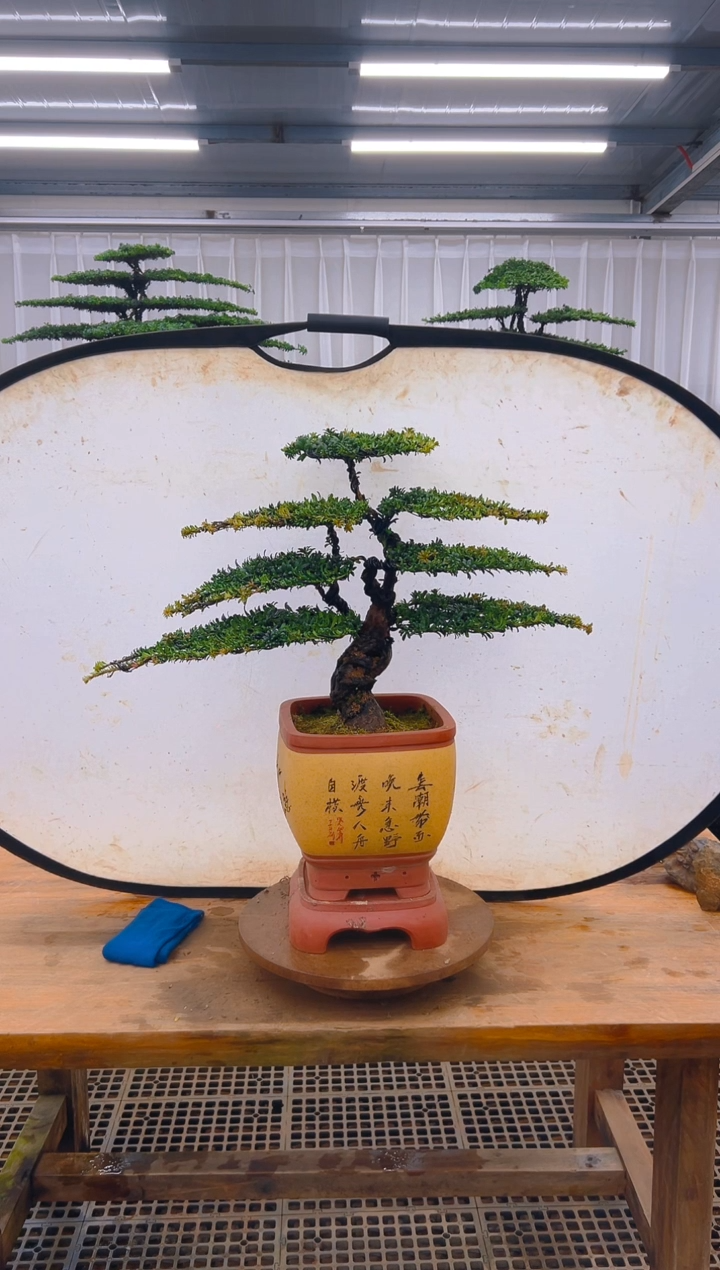 无花朵罗***莱精品盆景直播间一物一 拍