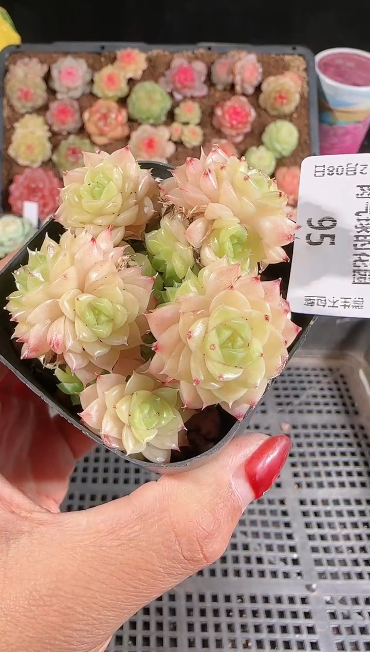 1208-95多肉群生不包整