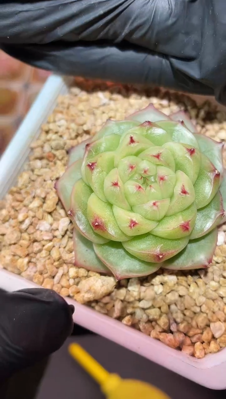 闪购667 得意多肉一颗  4-4.5厘米