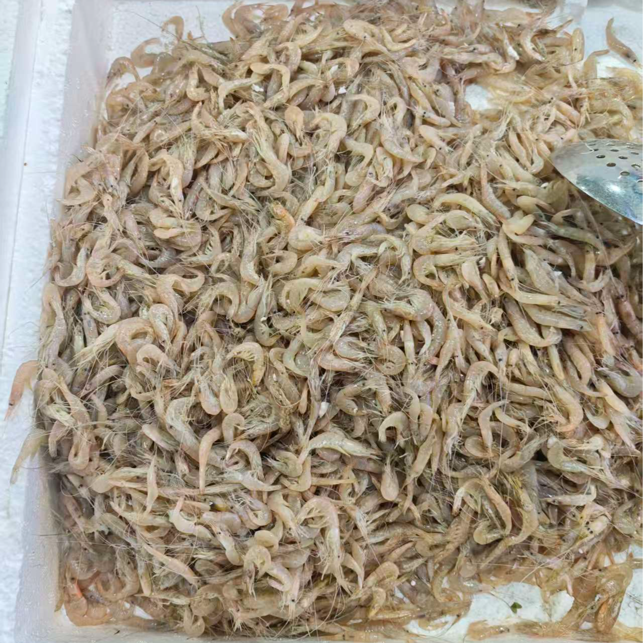 【水不同】小白虾半公斤