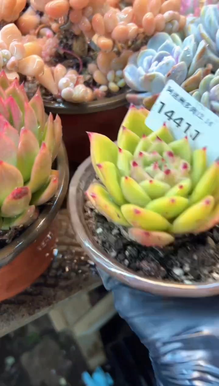琴*多肉植物一物一拍14411