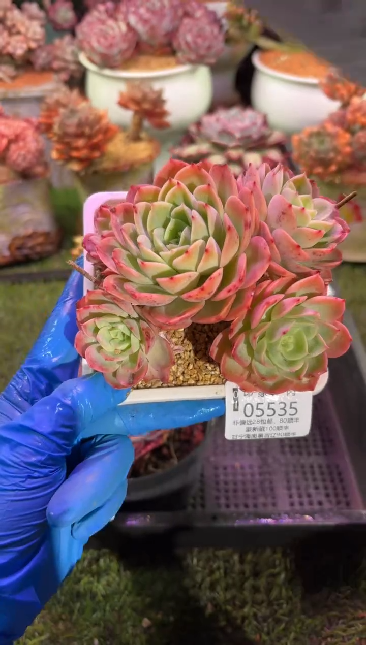 【闪购商品】05535