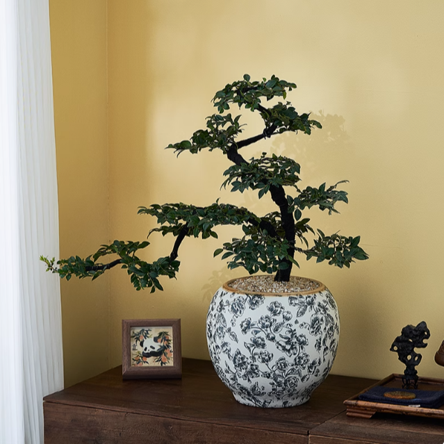 广东小叶紫檀黑骨茶老桩【一物一拍】室内室外办公室阳台好养耐养