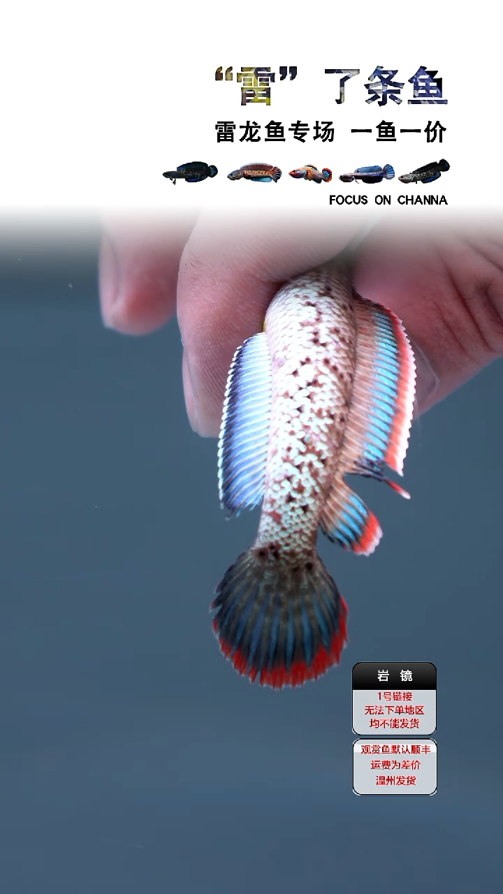 雷龙鱼鬼王瑕疵111111