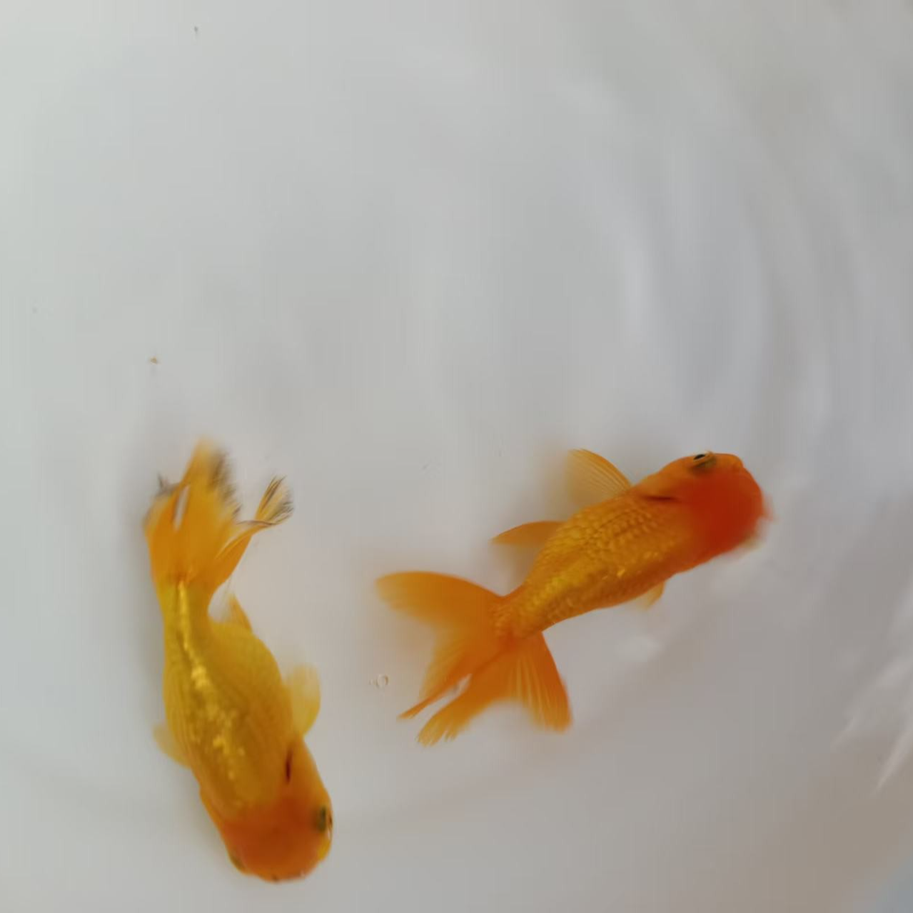 中国传统金鱼王子虎（老种气1龄半）