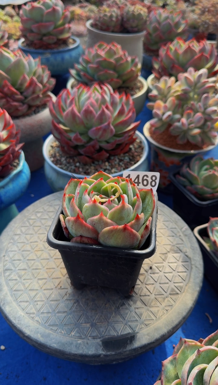 【闪购商品】1468惊鸿仙子（裸根发货）