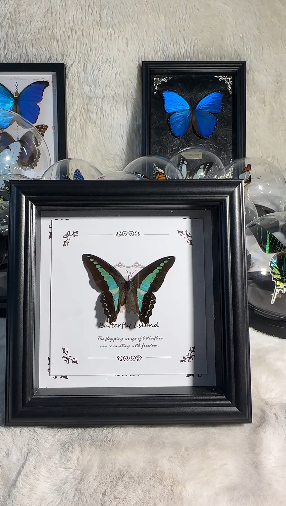 青凤蝶微瑕真实蝴蝶标本