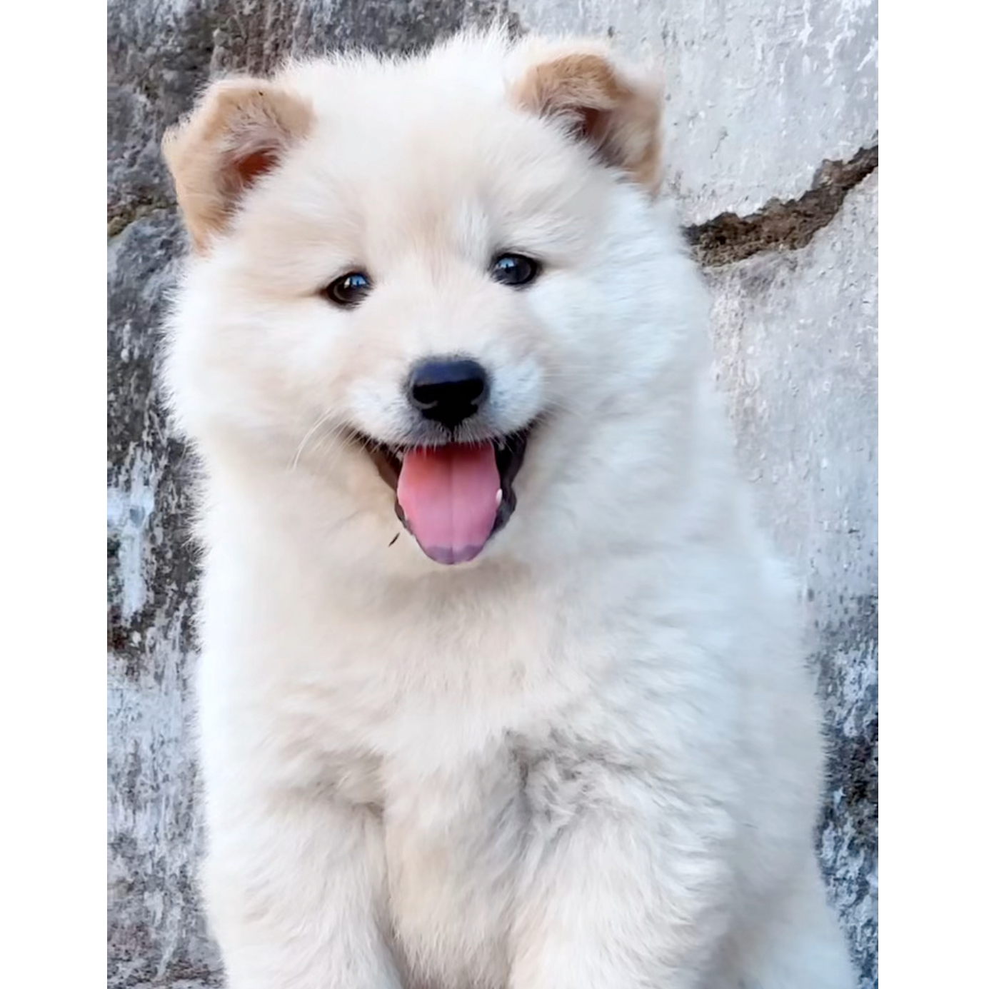 恋宠田园犬宠物链接