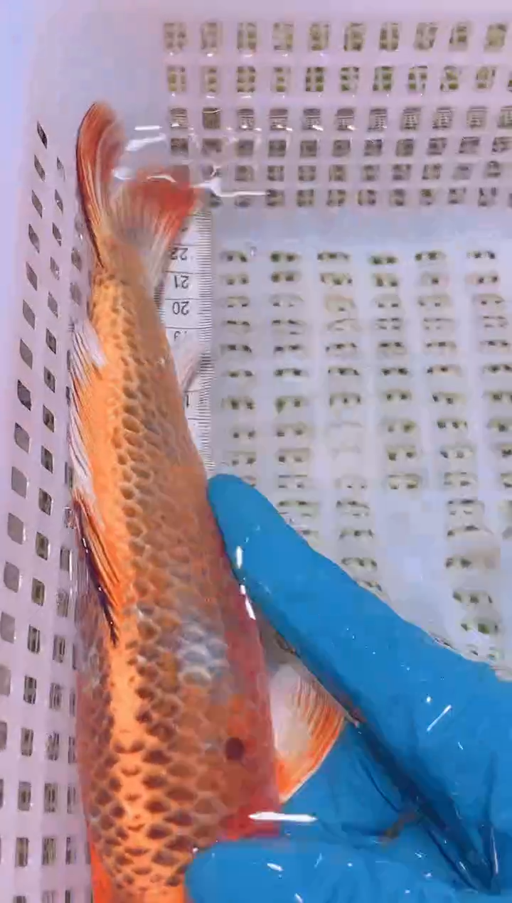 锦鲤冷水观赏鱼全场包邮65